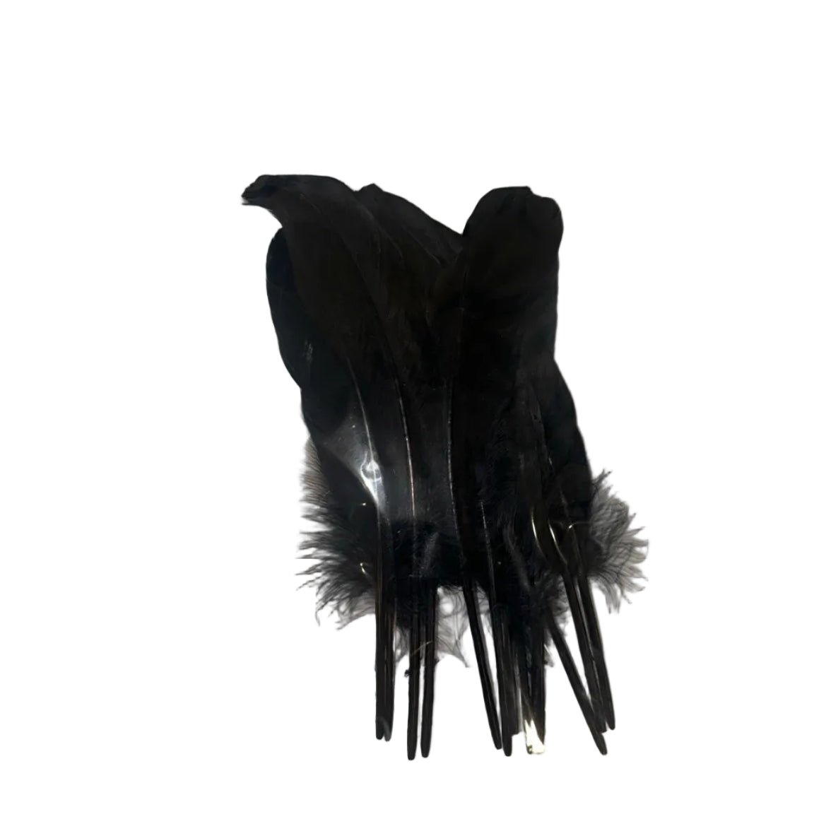 Black goose feathers 12 pack